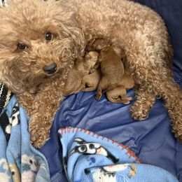 Poodle puppies from Casa de Curls