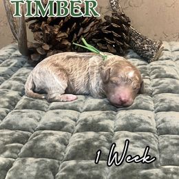 Timber - Red  male Goldendoodle puppy in Runaway Bay, Texas from Green Ranch Doodles