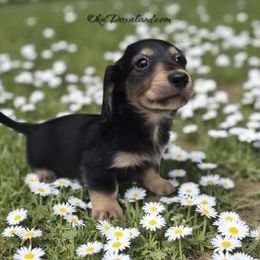 Sonny - Black and cream male Dachshund puppy in Oklahoma City, Oklahoma from OkieDoxieland Dachshunds
