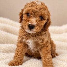 Tater Tot - Red  male Poodle puppy in Surprise, Arizona from Gentle Paw Poodles and Doodles