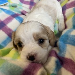 Girl 2 - Blenheim female Cavachon puppy in Pocatello, Idaho from Sarah's Cavachons & King Charles Cavalier Spaniels