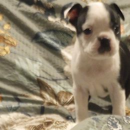 Boston Terrier Puppies from Lotus Life Puppies