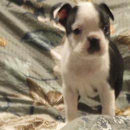 Boston Terrier Puppies from Lotus Life Puppies