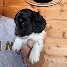 Boy 3 - Piebald male Dachshund puppy in Cheyenne, Wyoming from Great Basin Hounds
