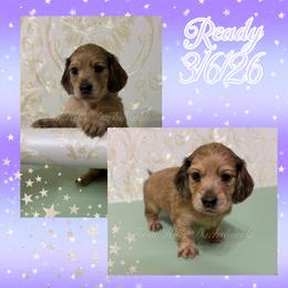 Snow White - Cream female Dachshund puppy in Jonesboro, Illinois from Twin Hills Dachshunds