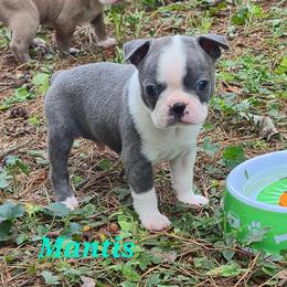 Mantis - Blue male Boston Terrier puppy in Griffin, Georgia from Celtic Performance Bostons