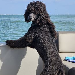 Wilson - Poodle