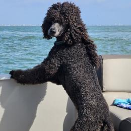 Wilson - Poodle