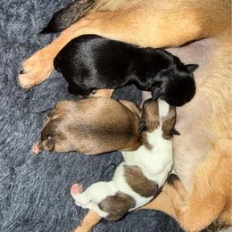 IssaBO - Black sabled fawn female Chihuahua puppy in Rocky Mount, Virginia from Teeny Chihuahuas