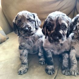 Goldendoodle and Golden Retriever Puppies from Golden Paw Farm