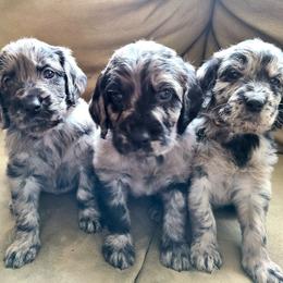 Goldendoodle and Golden Retriever Puppies from Golden Paw Farm