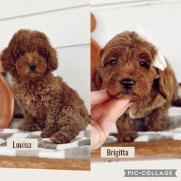 Louisa - Red  female Goldendoodle puppy in Mesa, Arizona from Pedersendoodles