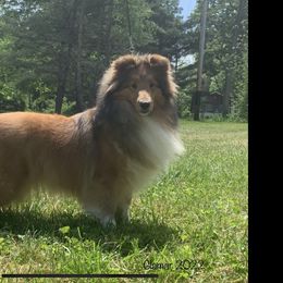 Paris - Shetland Sheepdog