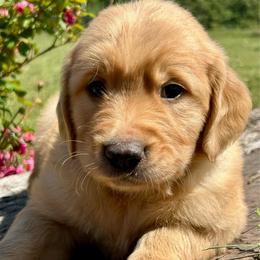 Bullet - Golden male Golden Retriever puppy in Doniphan, Missouri from Stockford’s Golden Retrievers