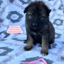 Smelaya - Sable female German Shepherd puppy in New Cambria, Missouri from Des Hausraben Shepherds