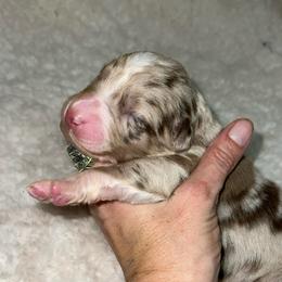 Candy - Red merle female Australian Shepherd puppy in Piedmont, Oklahoma from HeartDriven Aussies