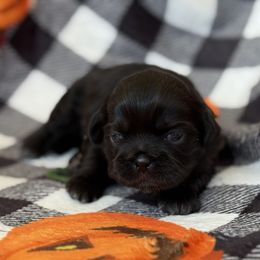 Winifred - Black female Shih Tzu puppy in Paintsville, Kentucky from Molly B's ShihTzus