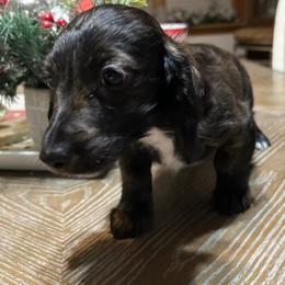 Noel - Brindle male Dachshund puppy in Saint Peter, Illinois from Ashton’s Doxies of Southern IL
