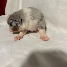 Y - Blue merle male Australian Shepherd puppy in Lynnville, Indiana from Moonlightaussies