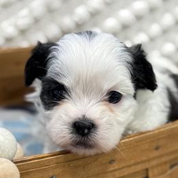 Shichons from Burton Creek Puppies