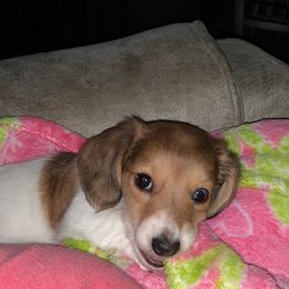 Dachshund Puppies from Shelly Jo’s Dachshunds