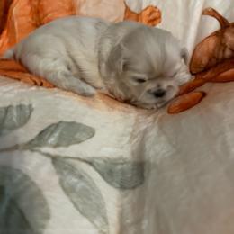 Hazelnut (Hazel) - Cream and white female Shih Tzu puppy in Bluffton, South Carolina from Cuddly Coastal Cuties