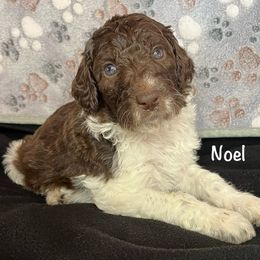 Noel - Aussiedoodle puppy from Champion Farms Doodles