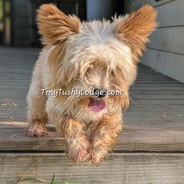 Amadeus - Yorkshire Terrier