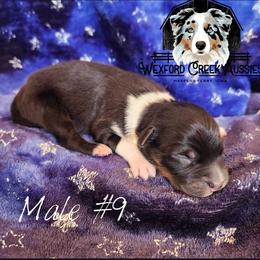 Boy 9 - male Australian Shepherd puppy in Harpers Ferry, Iowa from Wexford Creek Aussies, LLC