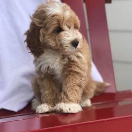 Goldendoodle and Poodle Puppies from Duffey’s IncrediDoodles