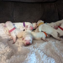 Golden Retriever Puppies from Heckmans English Cream Golden Retrievers