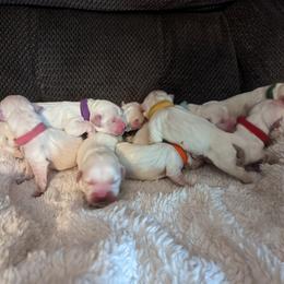 Golden Retriever Puppies from Heckmans English Cream Golden Retrievers
