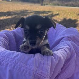 Jewel - Black and tan female Chihuahua puppy in Scranton, South Carolina from The Magnolia Pawlor, LLC