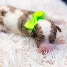 Butterfinger - Chocolate merle male Bernedoodle puppy in Richmond, Texas from Harper’s Heartbeats