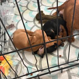 Gracie - Black and tan female Dachshund puppy in St Johns, Arizona from Glamorous Doxies