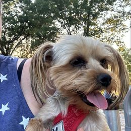 Iris - Yorkshire Terrier