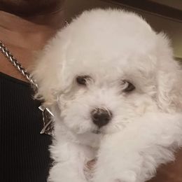 Bichon Frises from McCloud's Bichon Frise