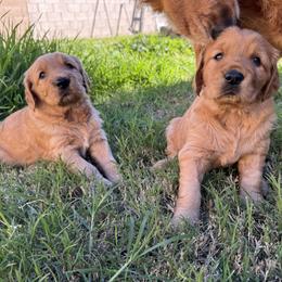 Golden Retriever puppies from Journey Bound Goldens