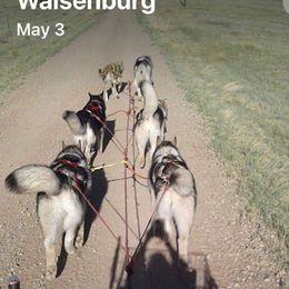 Alaskan Malamute All Grown Up from WhiteHawk Alaskan Malamutes