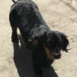 Dachshunds from Deanna's Dachshunds