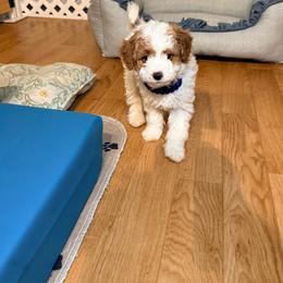 Boy 2 - Brown and white male Bernedoodle puppy in Cocoa, Florida from The Beach Doodles
