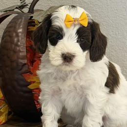 Trixie - Cream female Australian Labradoodle puppy in Citrus Heights, California from Elite Blend Labradoodles