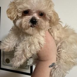 Mango  ( tiny toy  t-cup) - Apricot female Maltipoo puppy in Fredericktown, Missouri from Doodle Pups Fur-Ever
