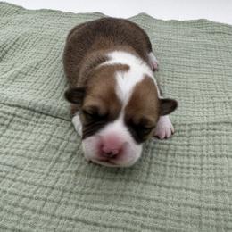 Cherry - Red female Pembroke Welsh Corgi puppy in Elberta, Utah from 3F Farms- Pembroke Welsh Corgis and Irish Wolfhounds