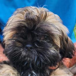 Shih Tzus from Joan Parchert