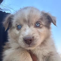 Boy 3 - Red merle male Australian Shepherd puppy in Spring Creek, Nevada from Knotts Dalmatians/Australian Shepherds