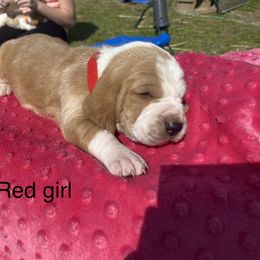 Basset Hound Puppies from 4D Farms