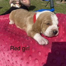 Basset Hound Puppies from 4D Farms