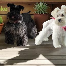Miniature Schnauzer puppies from Hardcastle Family Schnauzer’s