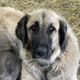 Mary Ann - Anatolian Shepherd Dog
